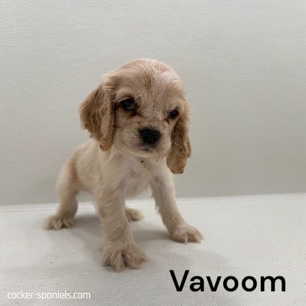 puppy, for, sale, Cocker Spaniel, Joe & Cherri  Overlease, dog, breeder, Miller, MO, dog-breeder, puppy-for-sale, forsale, nearby, find, puppyfind, locator, puppylocator, aca